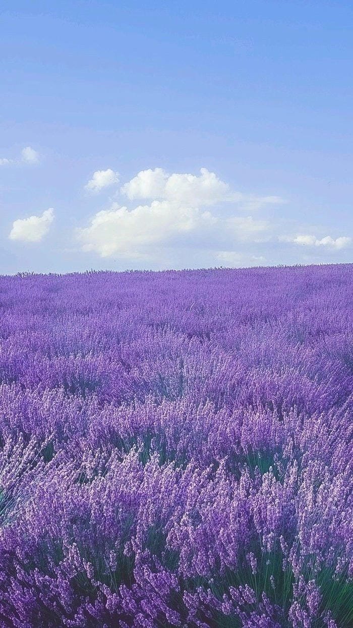 ảnh cánh đồng hoa lavender giữa thiên nhiên