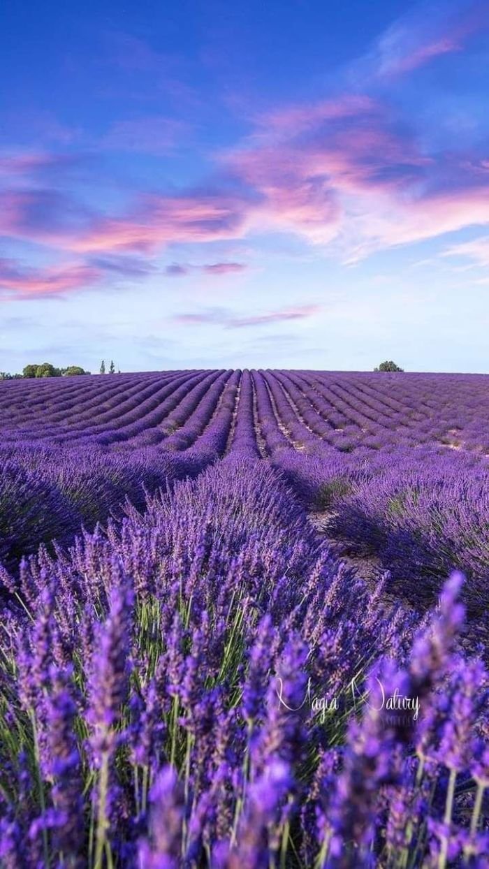 ảnh cánh đồng hoa lavender nổi tiếng thế giới