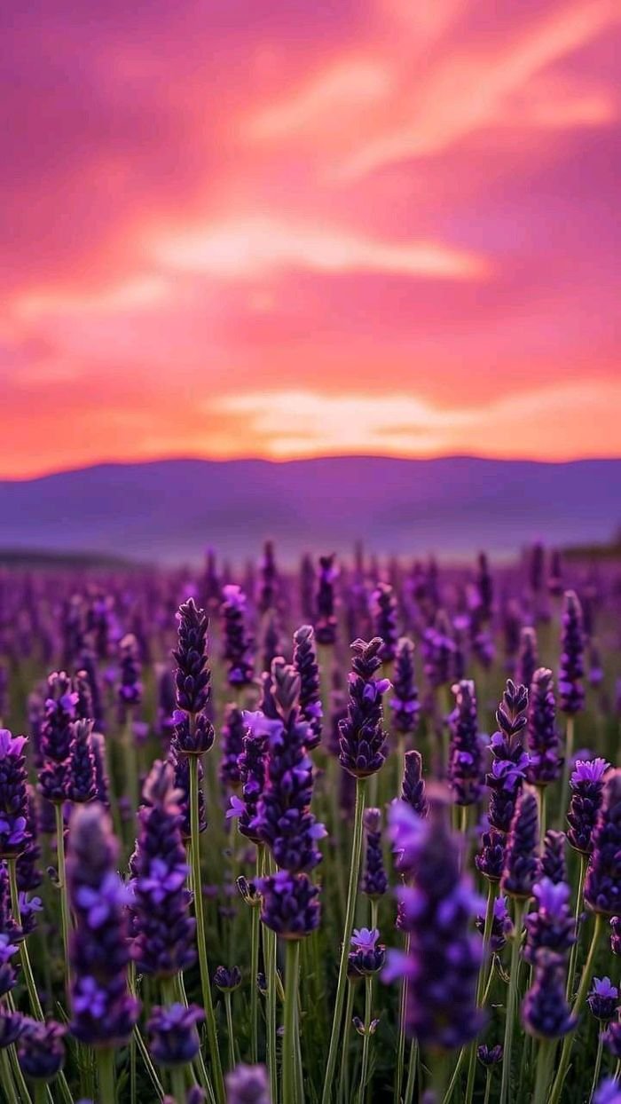 ảnh cánh đồng hoa lavender tím thơ mộng