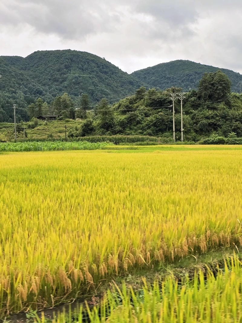 ảnh cánh đồng lúa chín vàng bình yên