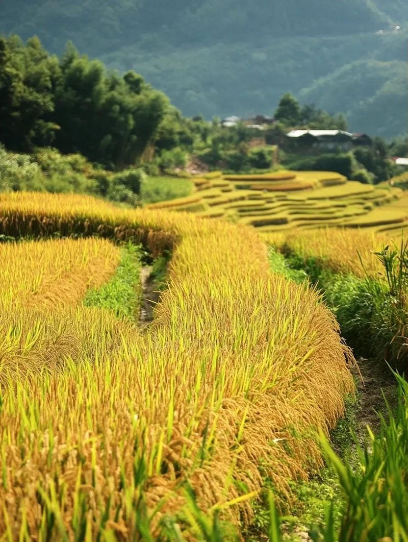 ảnh cánh đồng lúa chín vàng đẹp mê ly