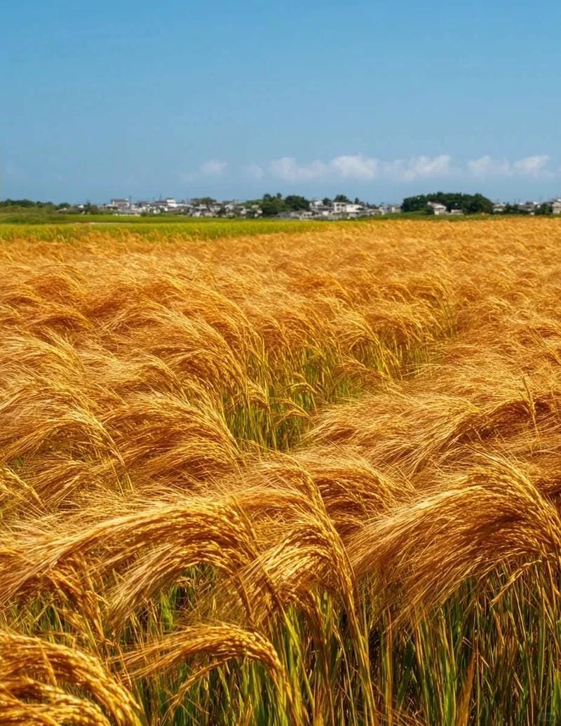 ảnh cánh đồng lúa chín vàng thơ mộng