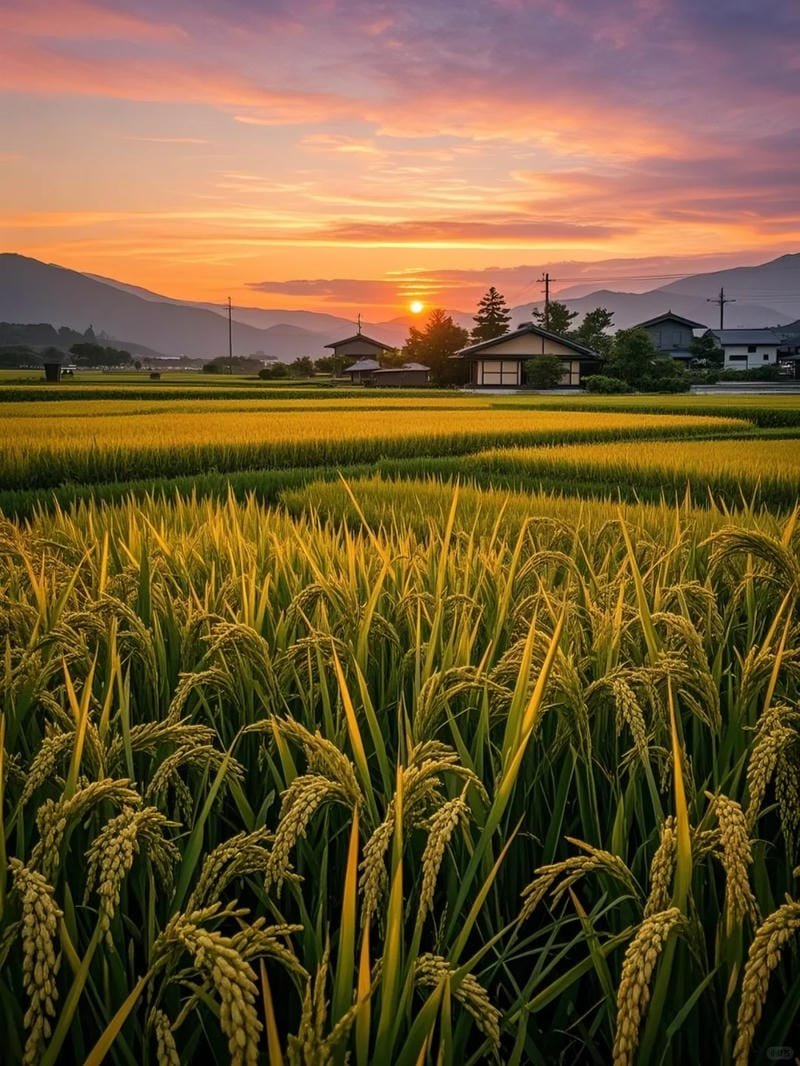 ảnh cánh đồng lúa chín vàng yên bình