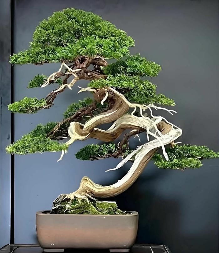 ảnh cây cảnh bonsai dáng trực thanh thoát ảnh cây cảnh bonsai dáng trực thanh thoát