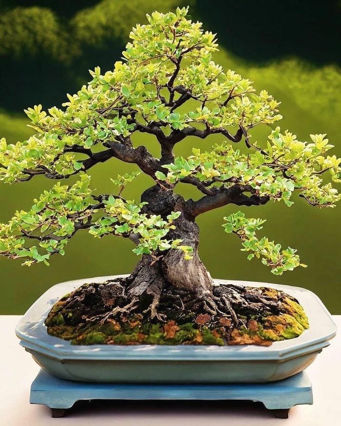 ảnh cây cảnh bonsai phong cách nhật bản ảnh cây cảnh bonsai phong cách nhật bản