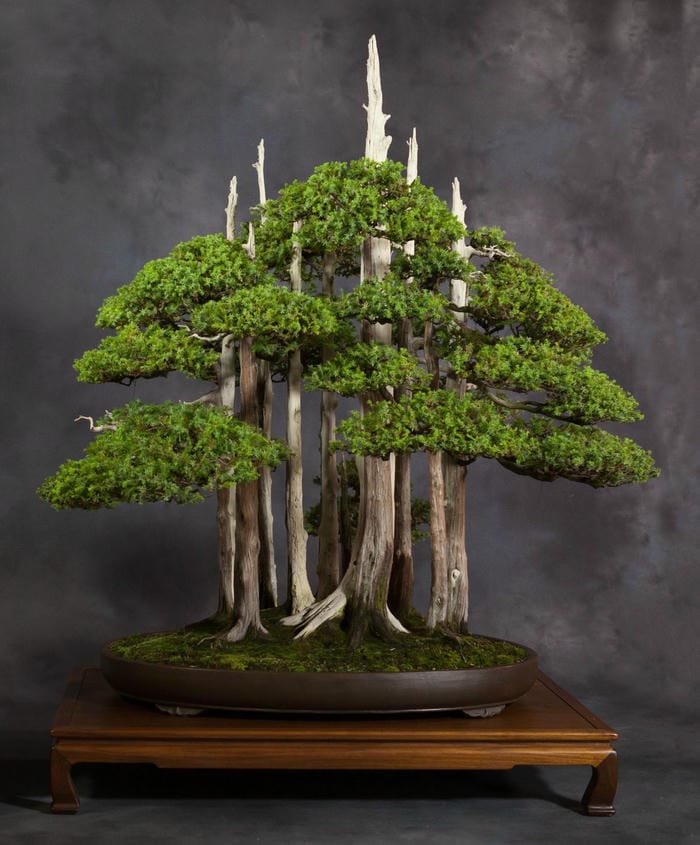 ảnh cây cảnh bonsai trang trí sân vườn ảnh cây cảnh bonsai trang trí sân vườn