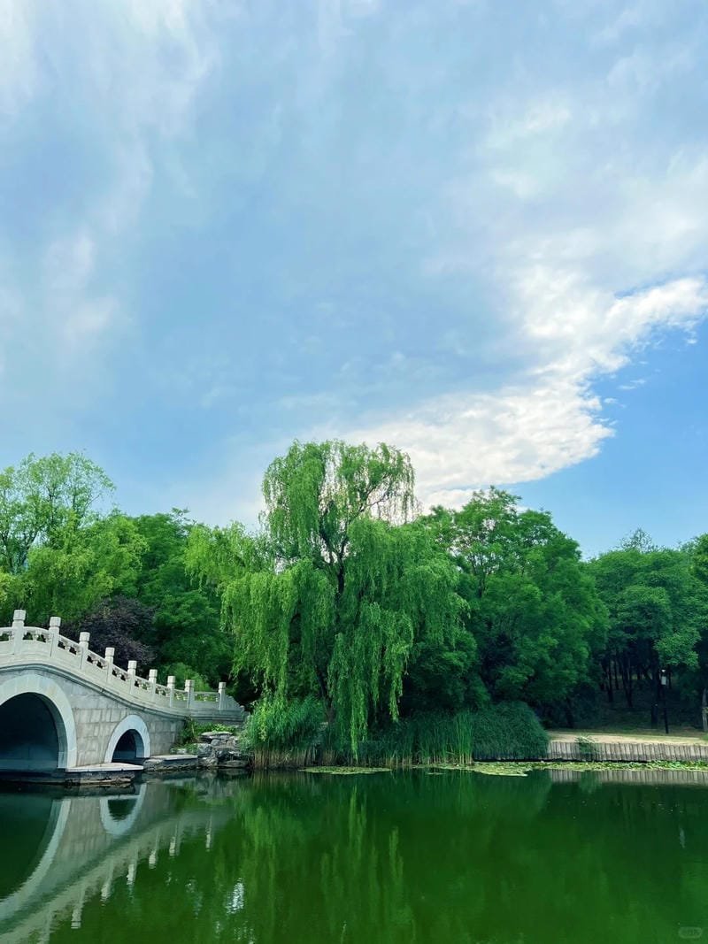 ảnh cây xanh hòa mình cùng thiên nhiên