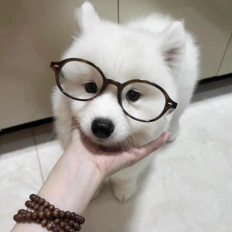 ảnh chó con đáng yêu siêu cute