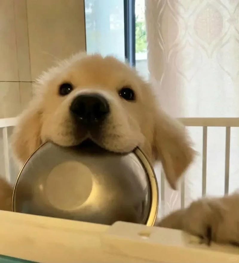 ảnh chó con tinh nghịch siêu đáng yêu