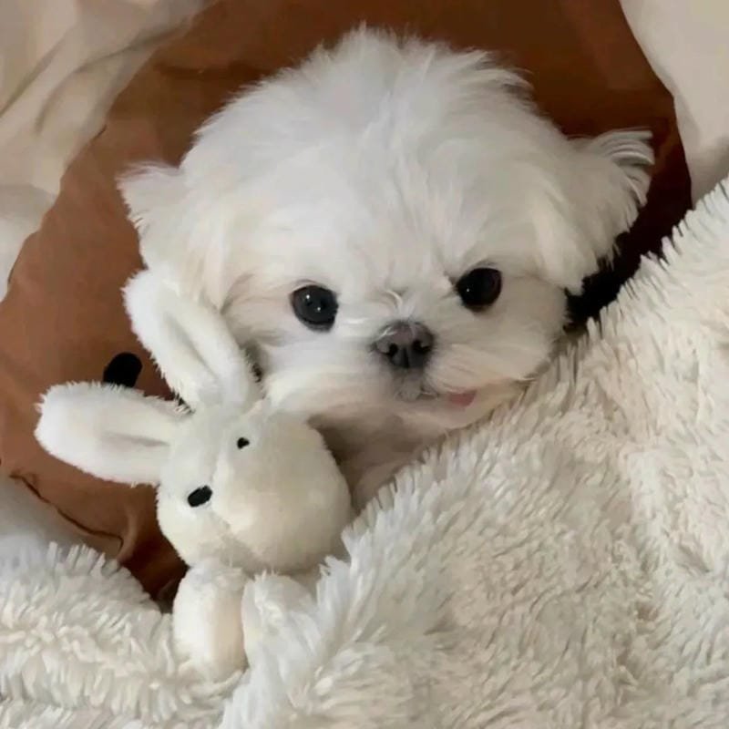 ảnh chó cute đáng yêu nhất hôm nay