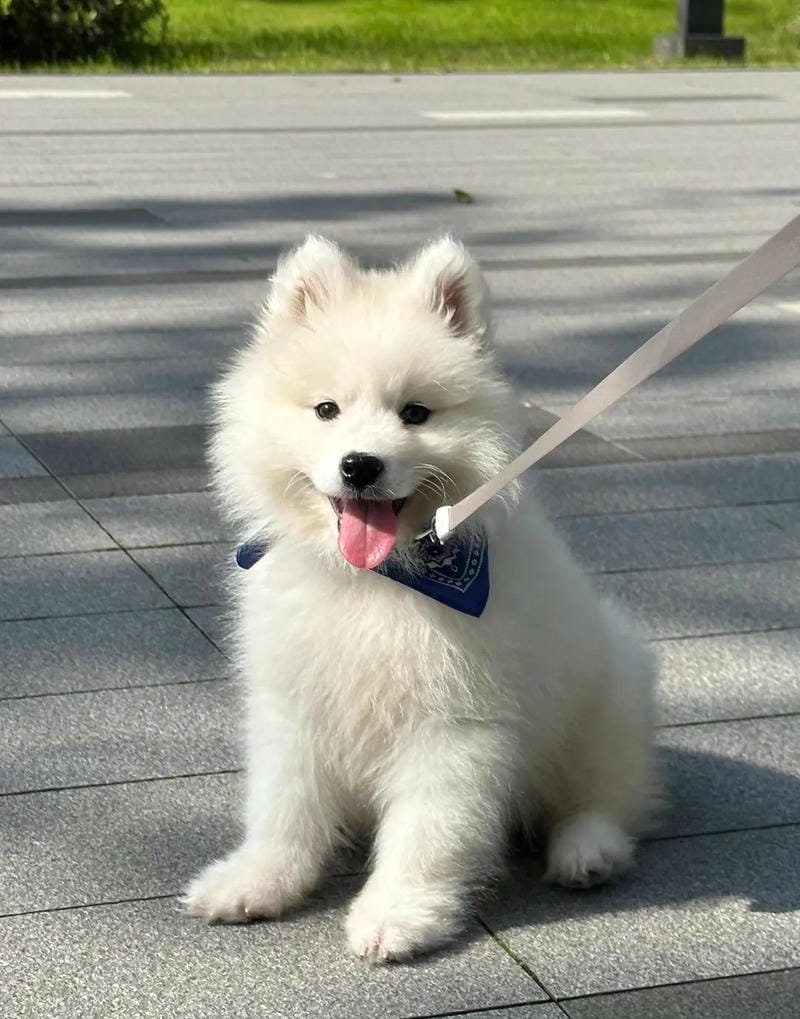 ảnh chó cute khiến dân mạng thích thú