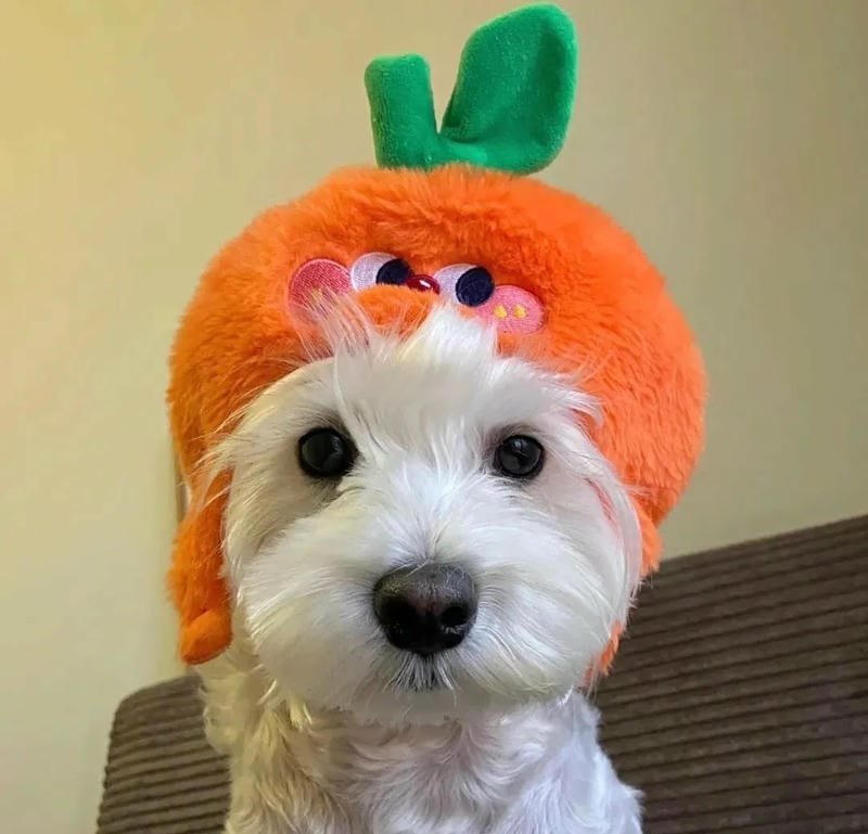 ảnh chó cute nhìn cực kỳ vui mắt