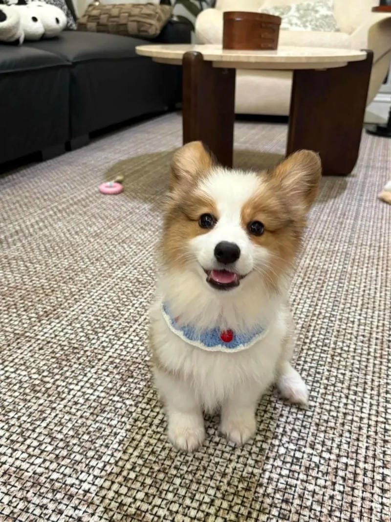 ảnh chó cute tạo dáng cực chất