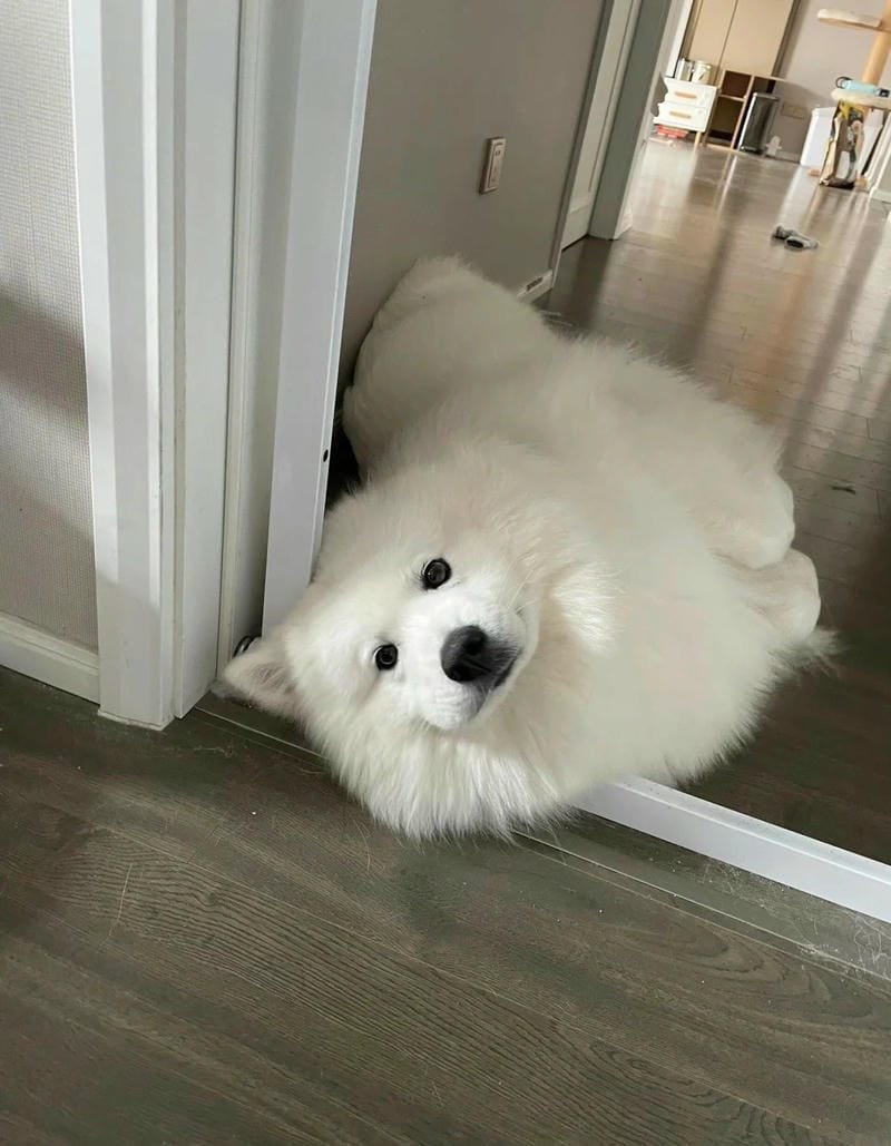 ảnh chó cute với ánh mắt long lanh