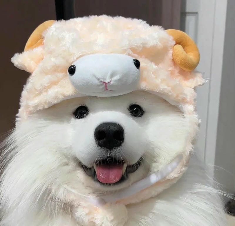 ảnh chó dễ thương đang chơi đùa