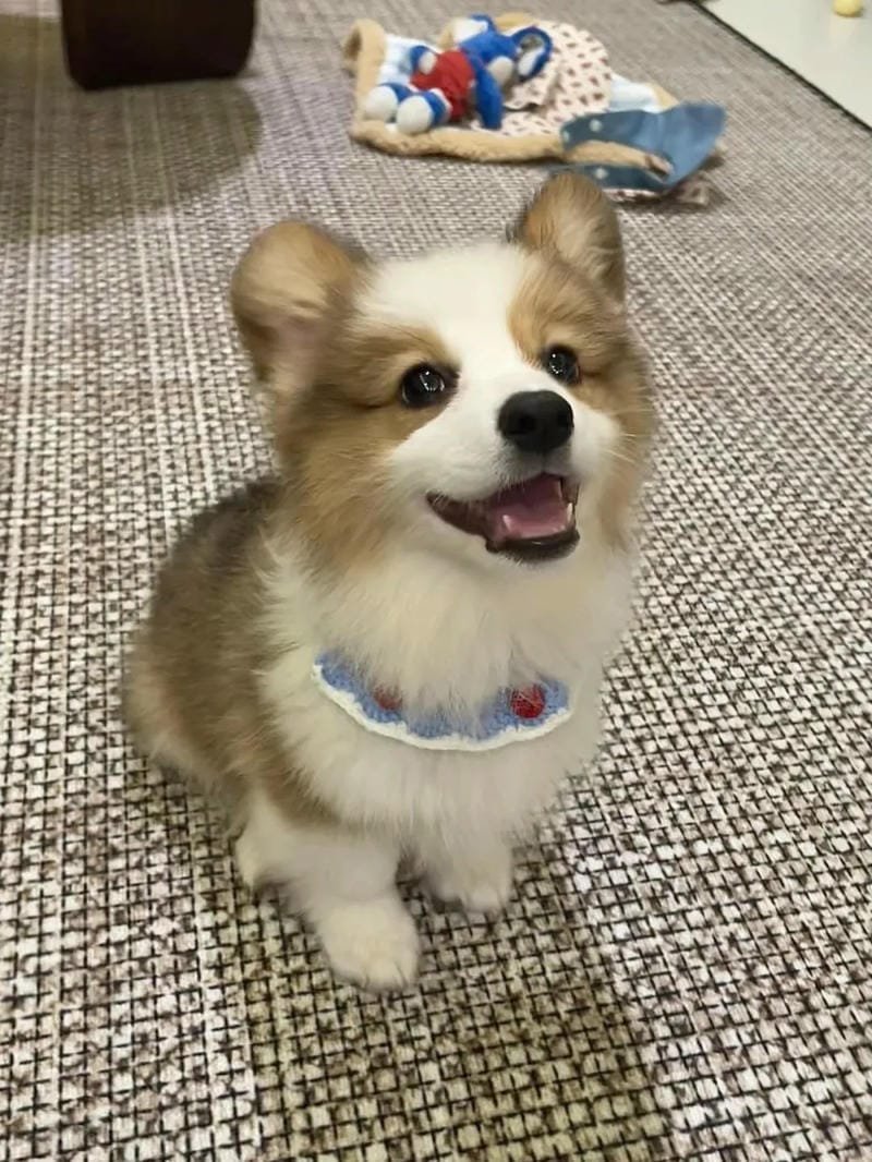ảnh chó dễ thương khiến ai cũng mê
