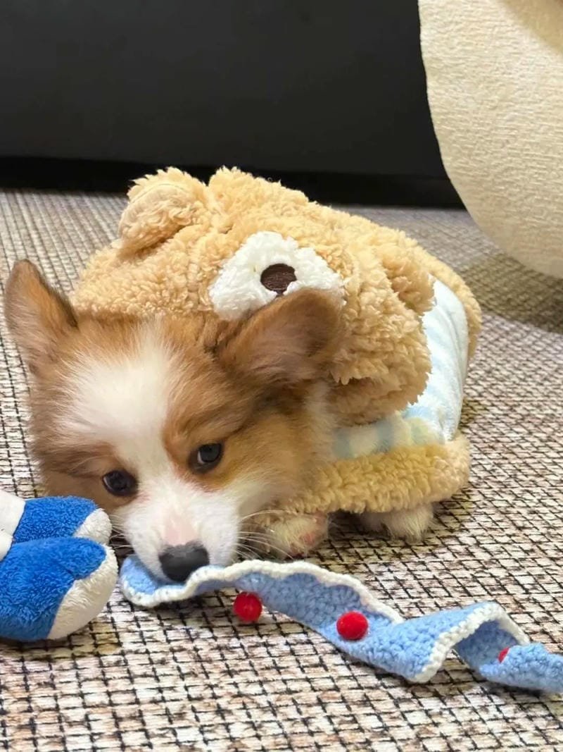 ảnh chó đẹp với biểu cảm siêu lầy