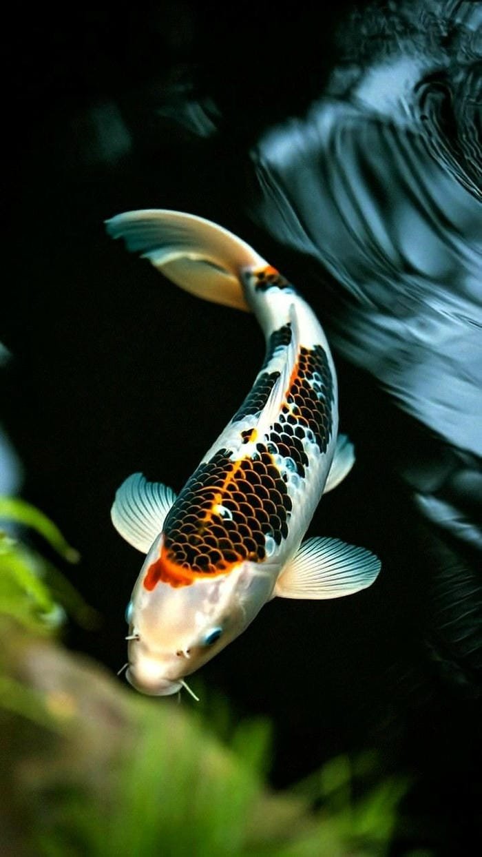 ảnh con cá koi sắc màu tuyệt đẹp