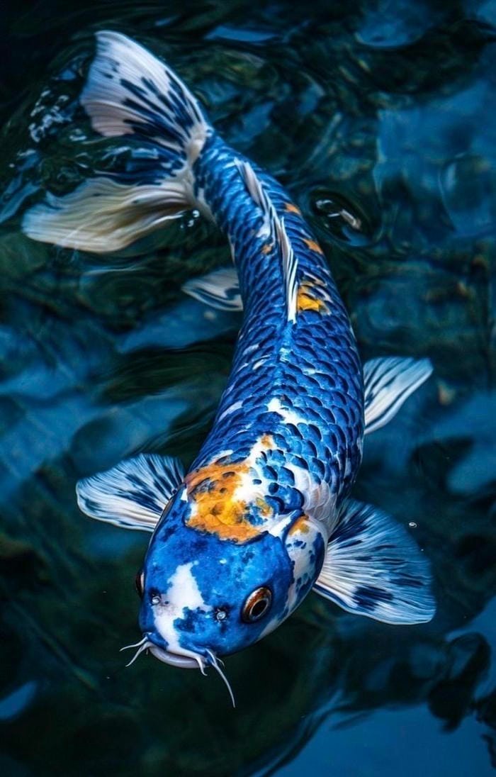 ảnh con cá koi tuyệt đẹp dưới hồ