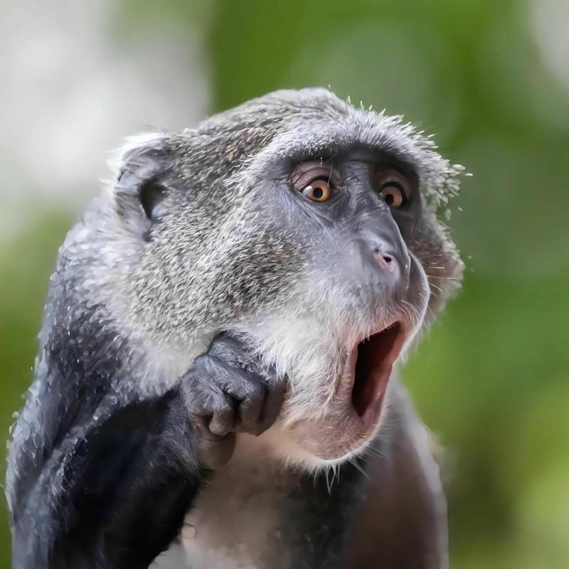 ảnh hài meme cực kỳ thú vị
