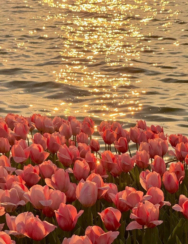 ảnh hoa đẹp phong cách aesthetic