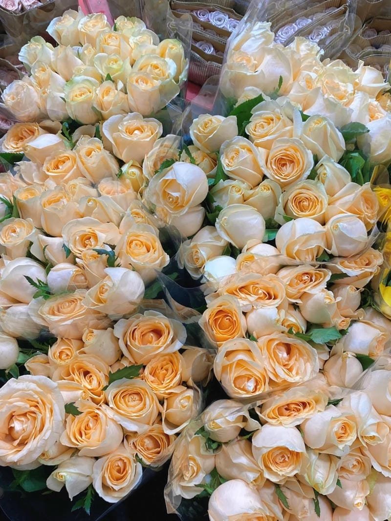 ảnh hoa hồng đỏ đầy quyến rũ
