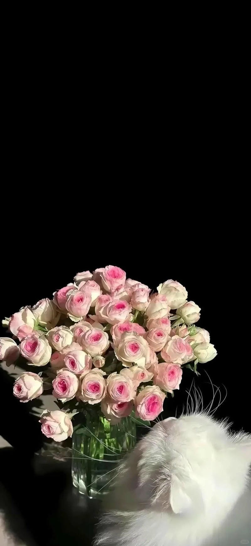 ảnh hoa hồng tím lãng mạn