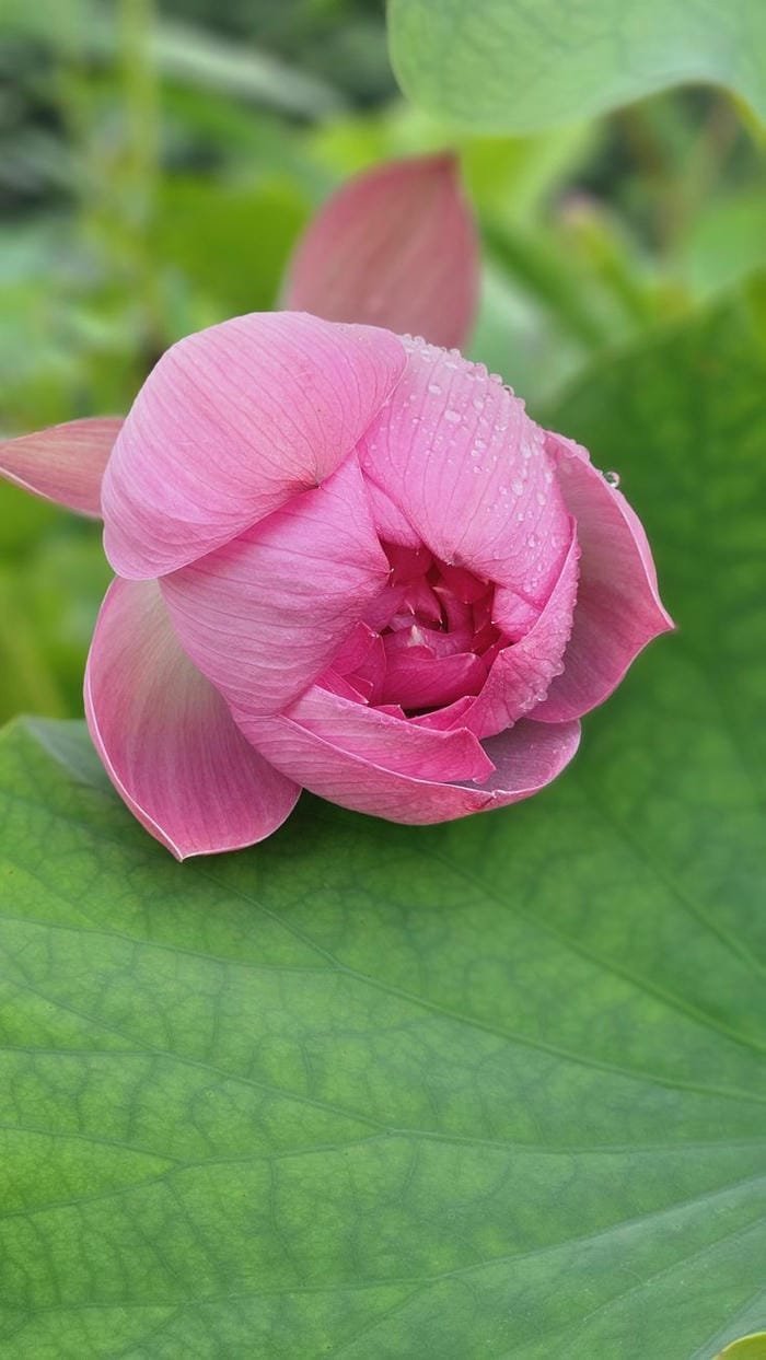 ảnh hoa sen đẹp bình yên