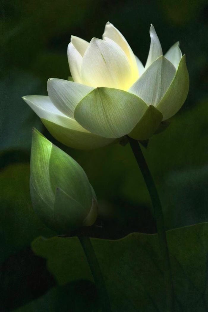 ảnh hoa sen đẹp đầy cuốn hút