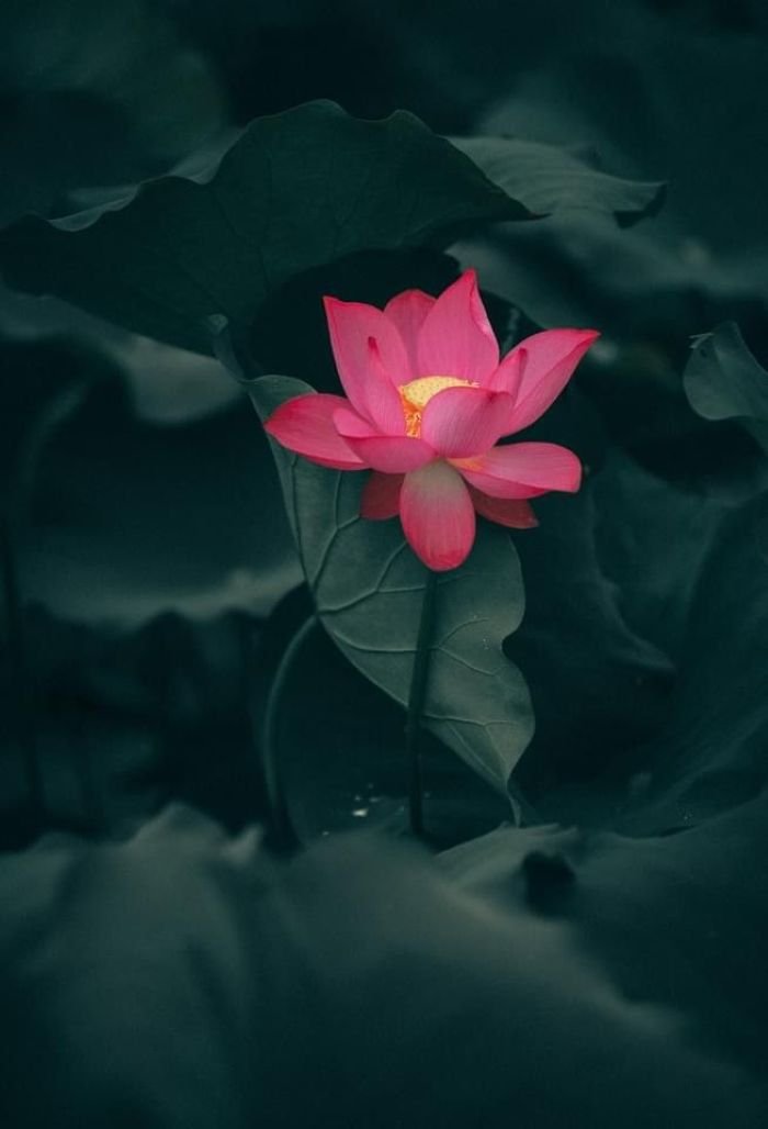 ảnh hoa sen đẹp nghệ thuật