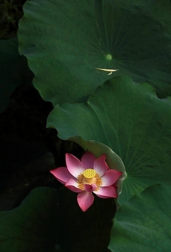 ảnh hoa sen đẹp nhẹ nhàng