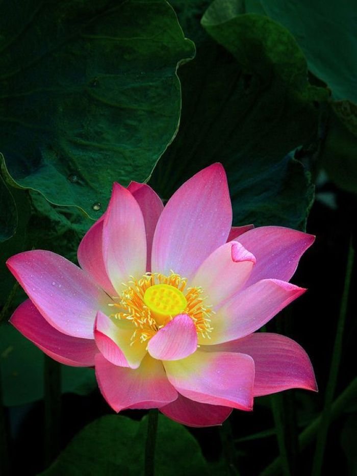 ảnh hoa sen đẹp tinh khôi