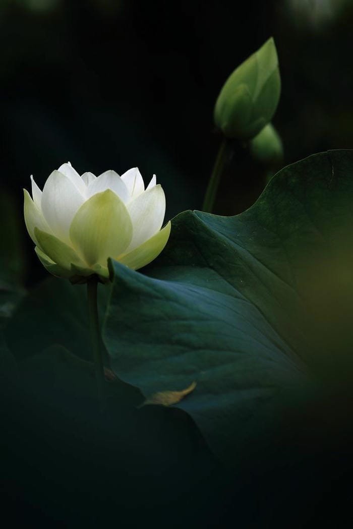 ảnh hoa sen dưới ánh nắng
