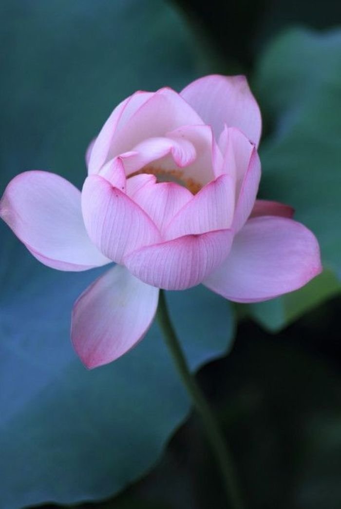 ảnh hoa sen dưới trời xanh