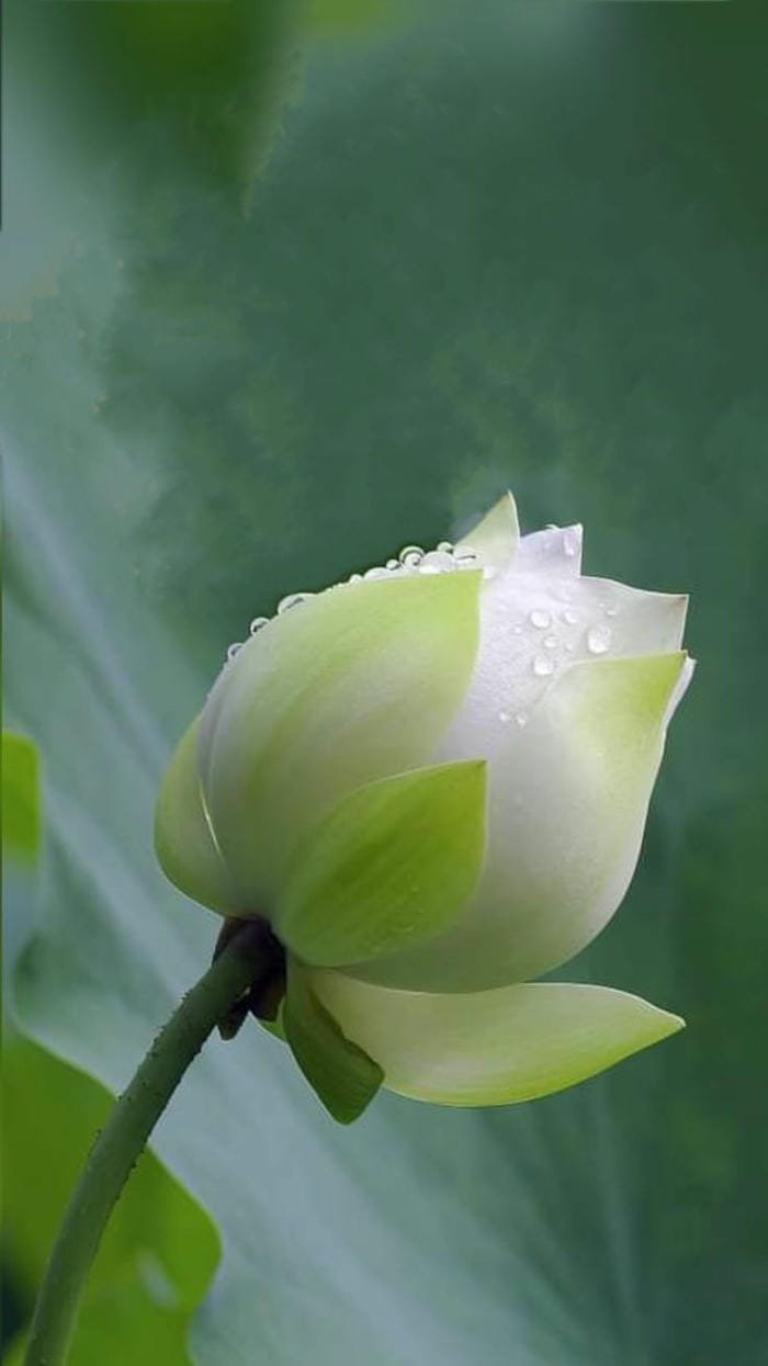 ảnh hoa sen giữa hồ sen xanh