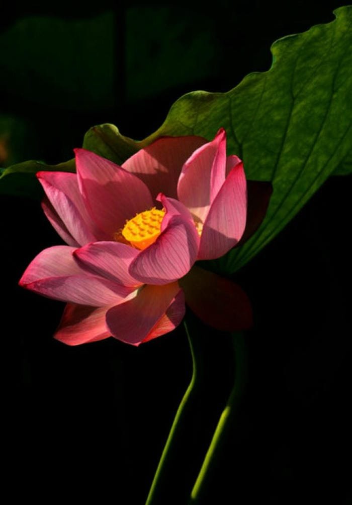 ảnh hoa sen giữa làn nước