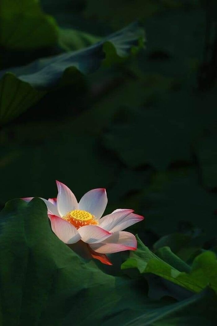 ảnh hoa sen hồng dịu dàng