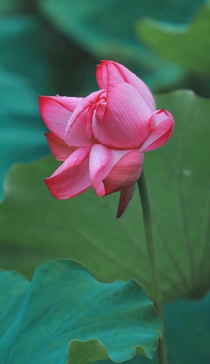 ảnh hoa sen hồng giữa hồ nước