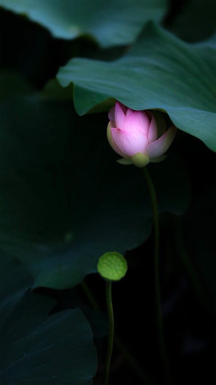 ảnh hoa sen khoe sắc thanh tao