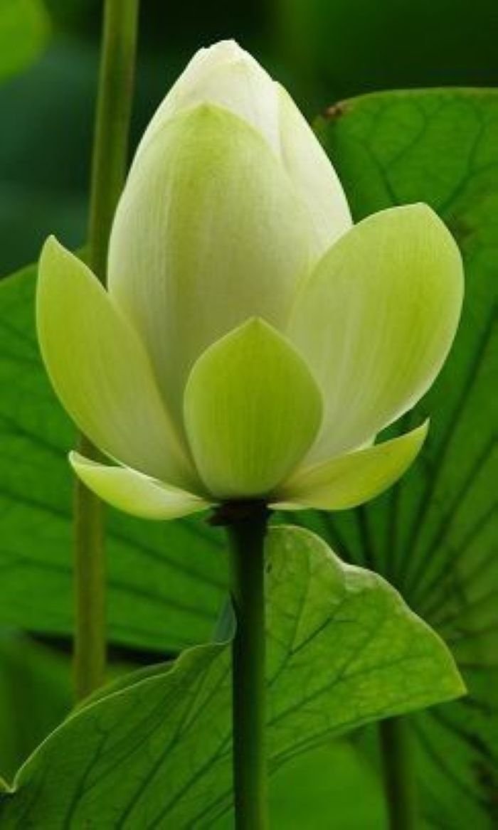 ảnh hoa sen mang nét bình dị