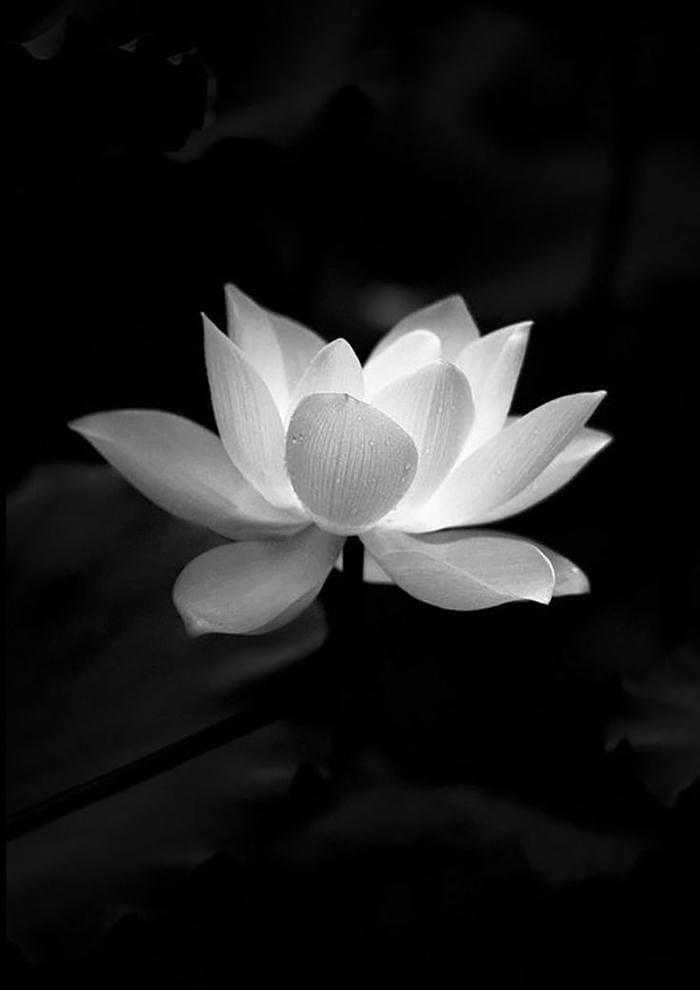 ảnh hoa sen mang vẻ thanh tao