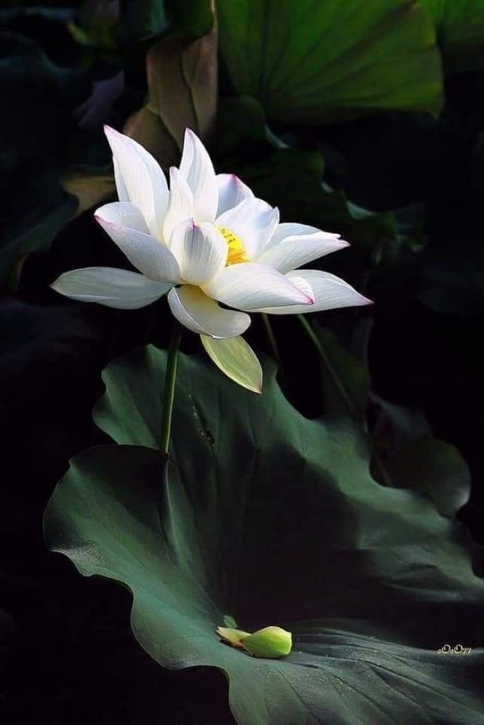 ảnh hoa sen nở giữa hồ