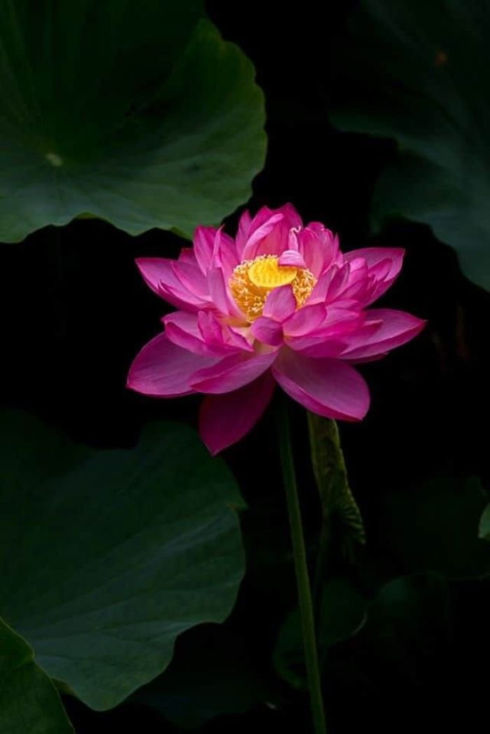 ảnh hoa sen trắng thanh khiết