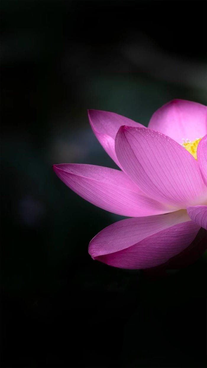 ảnh hoa sen trong sương sớm