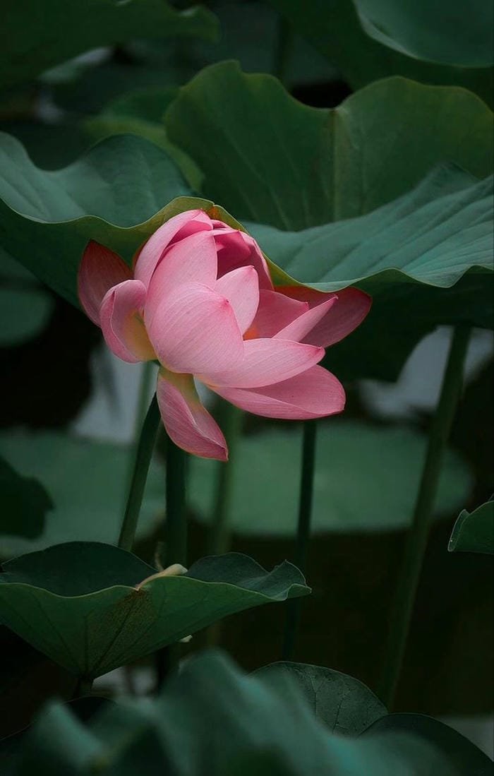 ảnh hoa sen tuyệt đẹp thiên nhiên