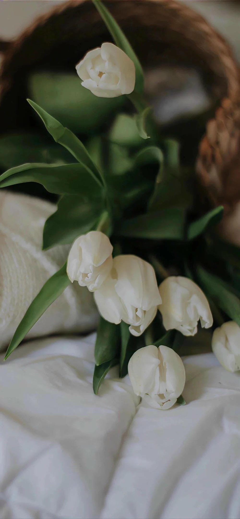 ảnh hoa tulip bên cánh đồng ảnh hoa tulip bên cánh đồng