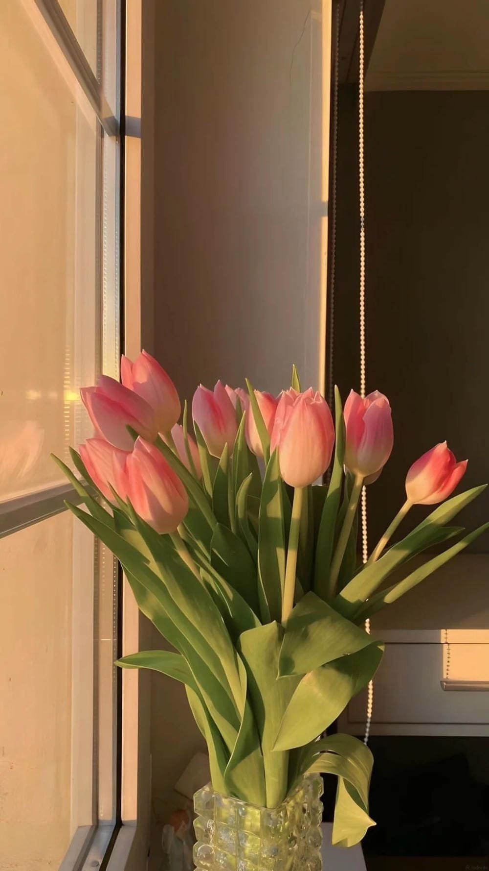 ảnh hoa tulip chill giữa thiên nhiên ảnh hoa tulip chill giữa thiên nhiên