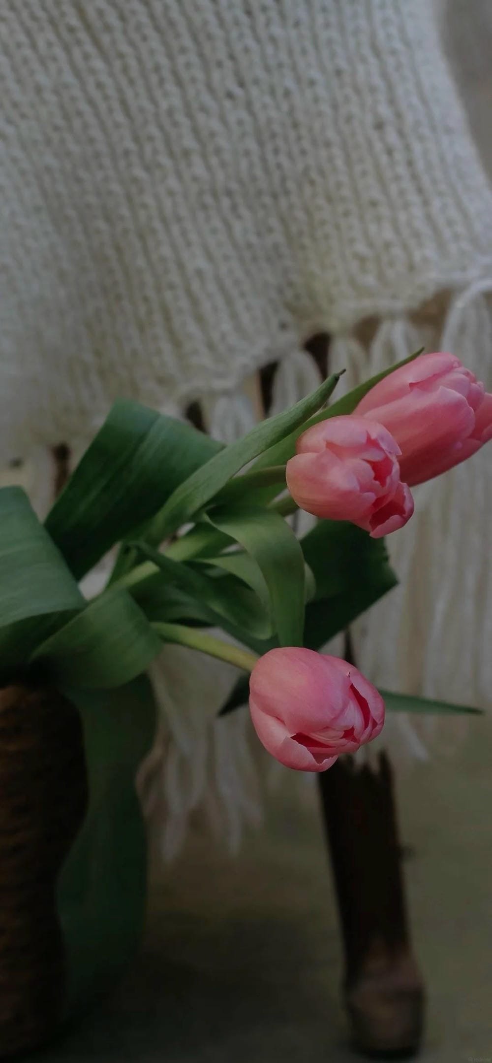 ảnh hoa tulip cực kỳ thơ mộng ảnh hoa tulip cực kỳ thơ mộng