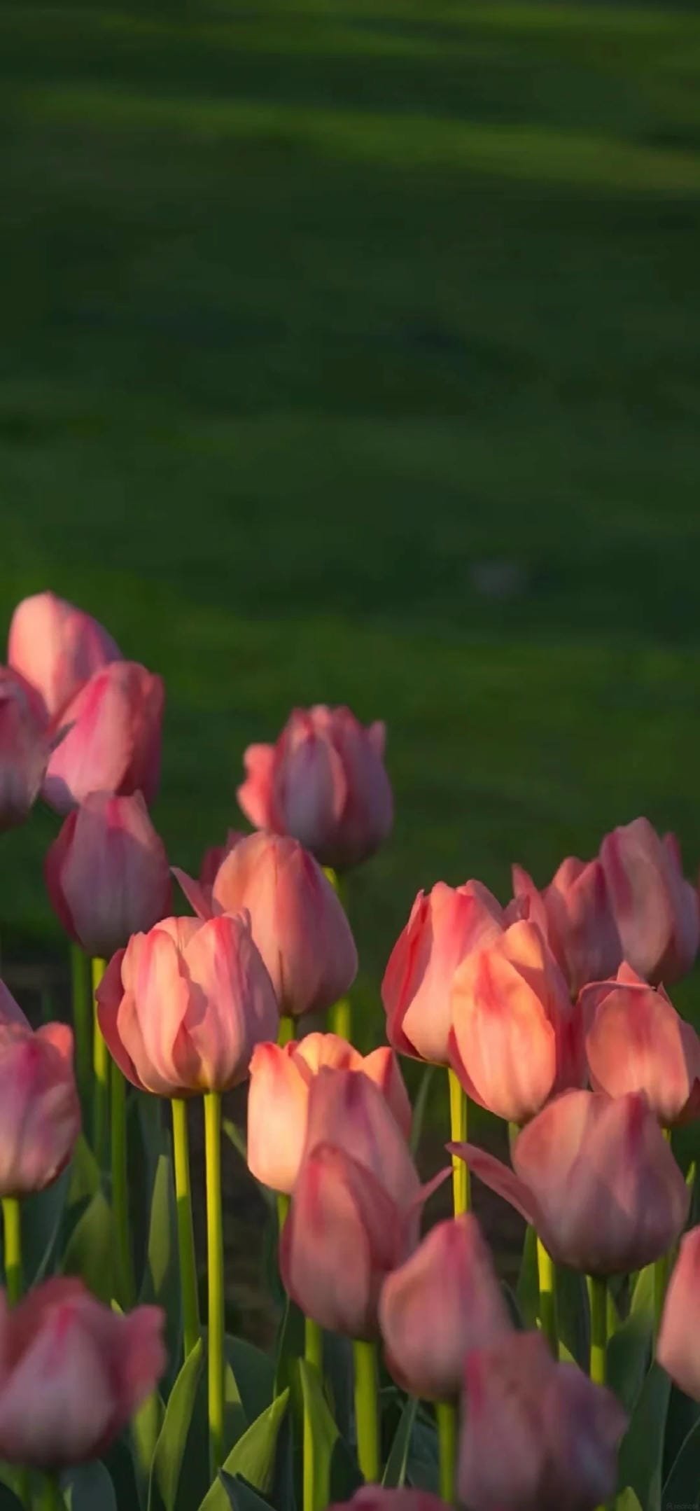 ảnh hoa tulip đẹp ngọt ngào ảnh hoa tulip đẹp ngọt ngào