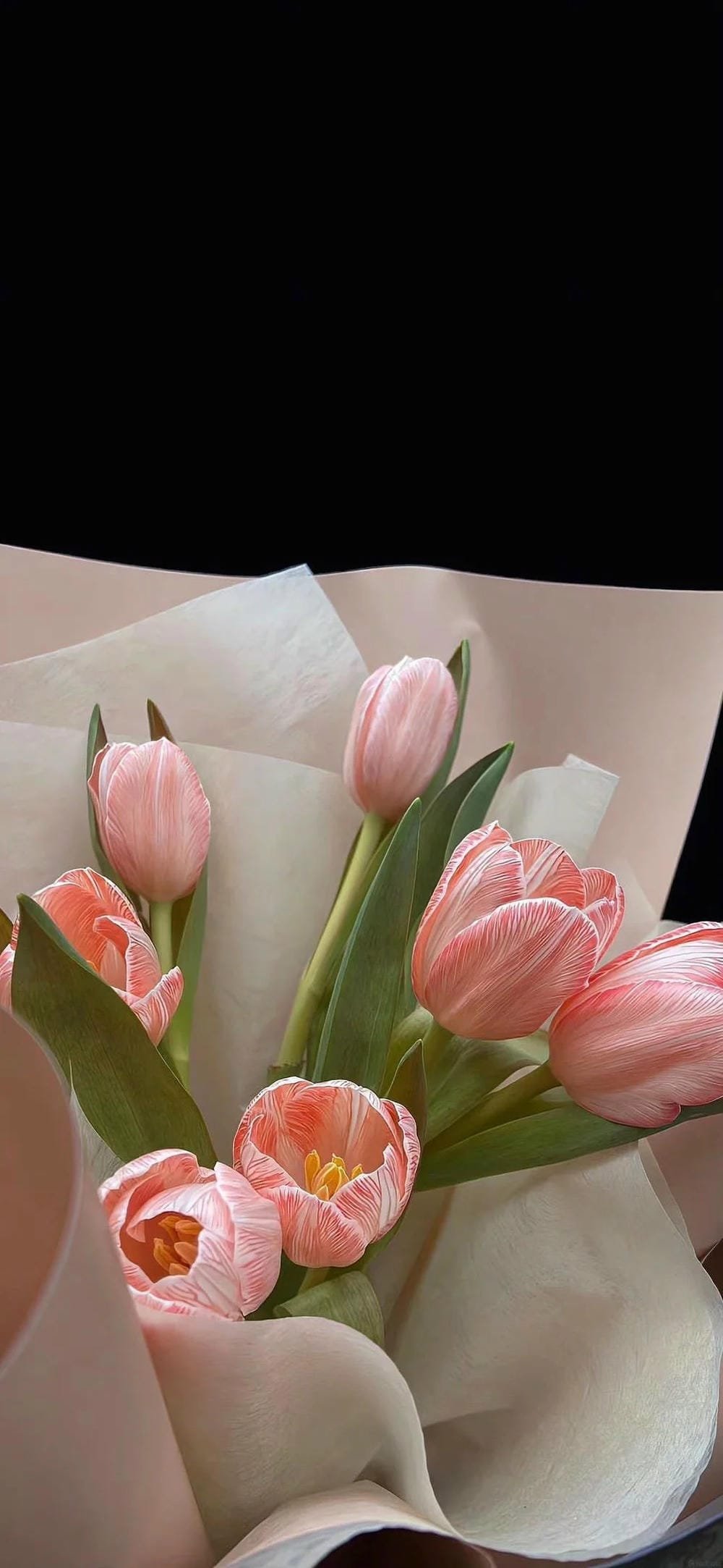 ảnh hoa tulip đẹp như tranh vẽ ảnh hoa tulip đẹp như tranh vẽ